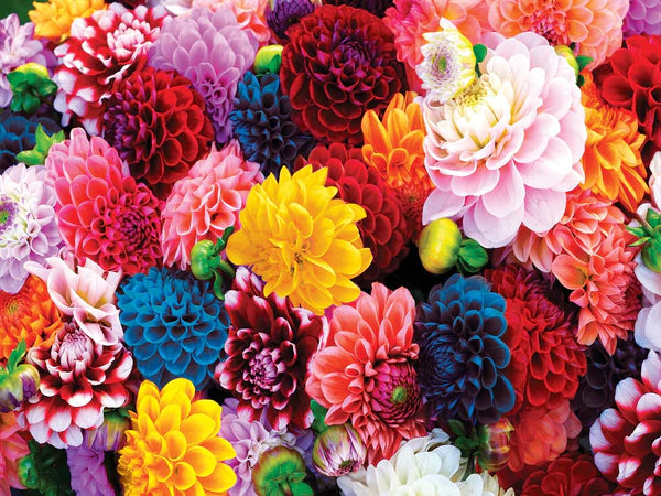 MasterPieces - BEAUTIFUL BLOOMS (550 PC PUZZLE)